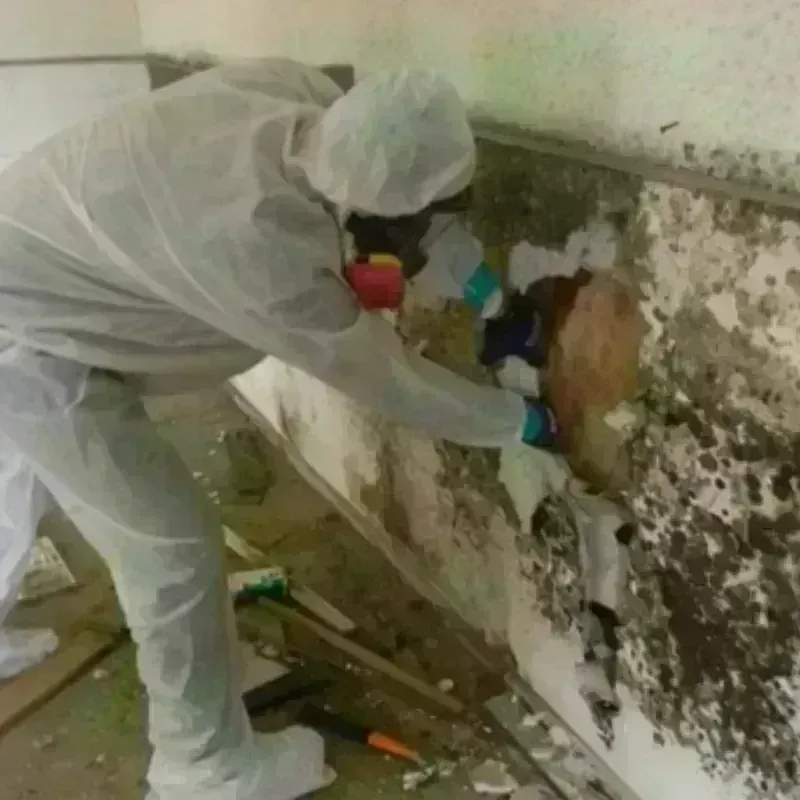 Mold Remediation and Removal in Saint Michaels, MD